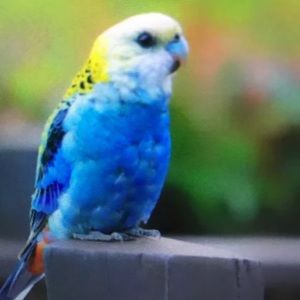 Meet your Posher, Karen